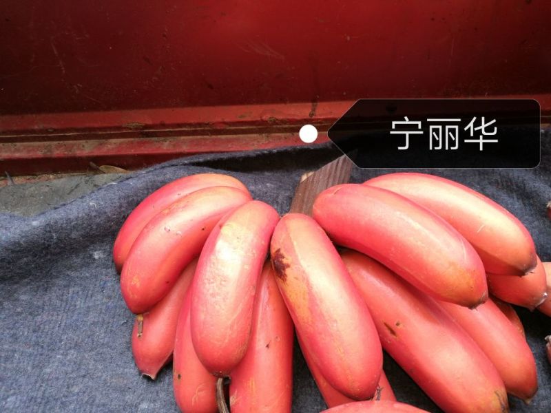 一件代发】一级红香蕉基地直供，包售后，不泡药水新鲜健康