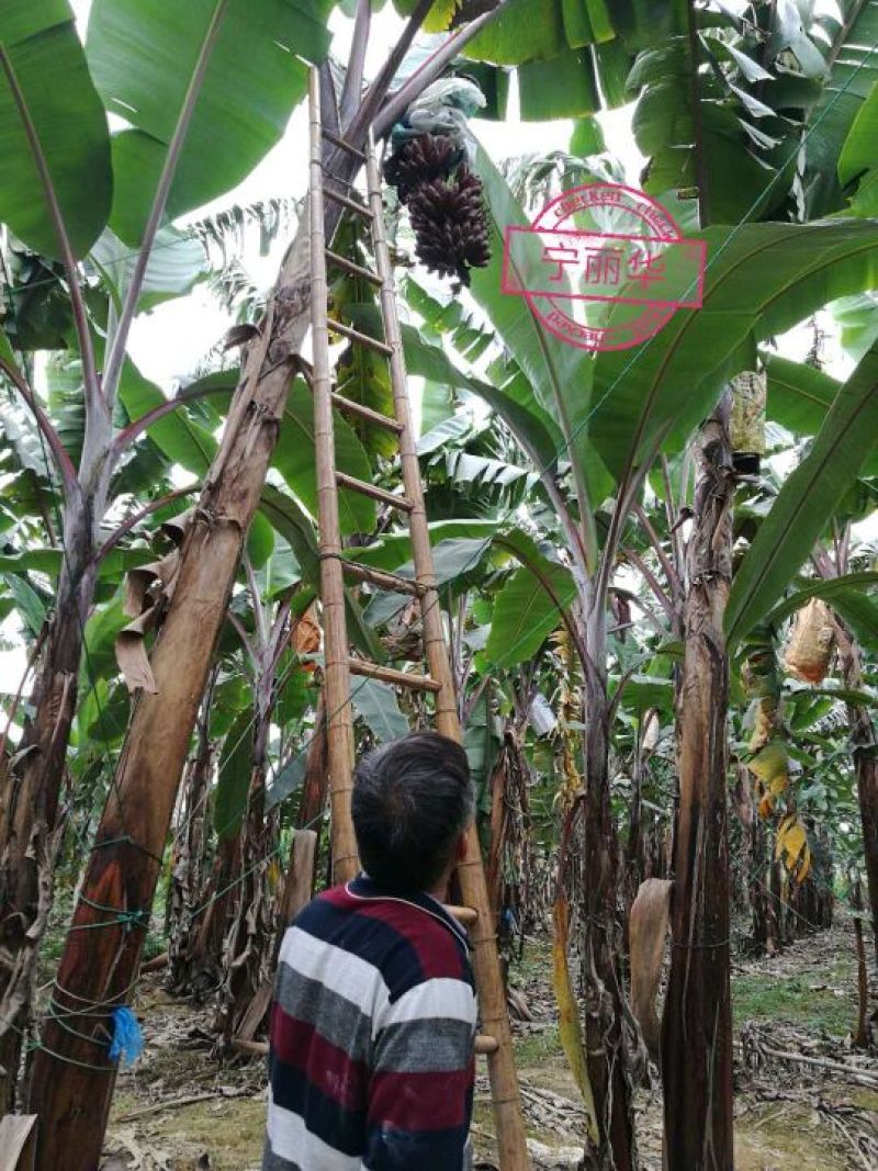 一件代发】一级红香蕉基地直供，包售后，不泡药水新鲜健康