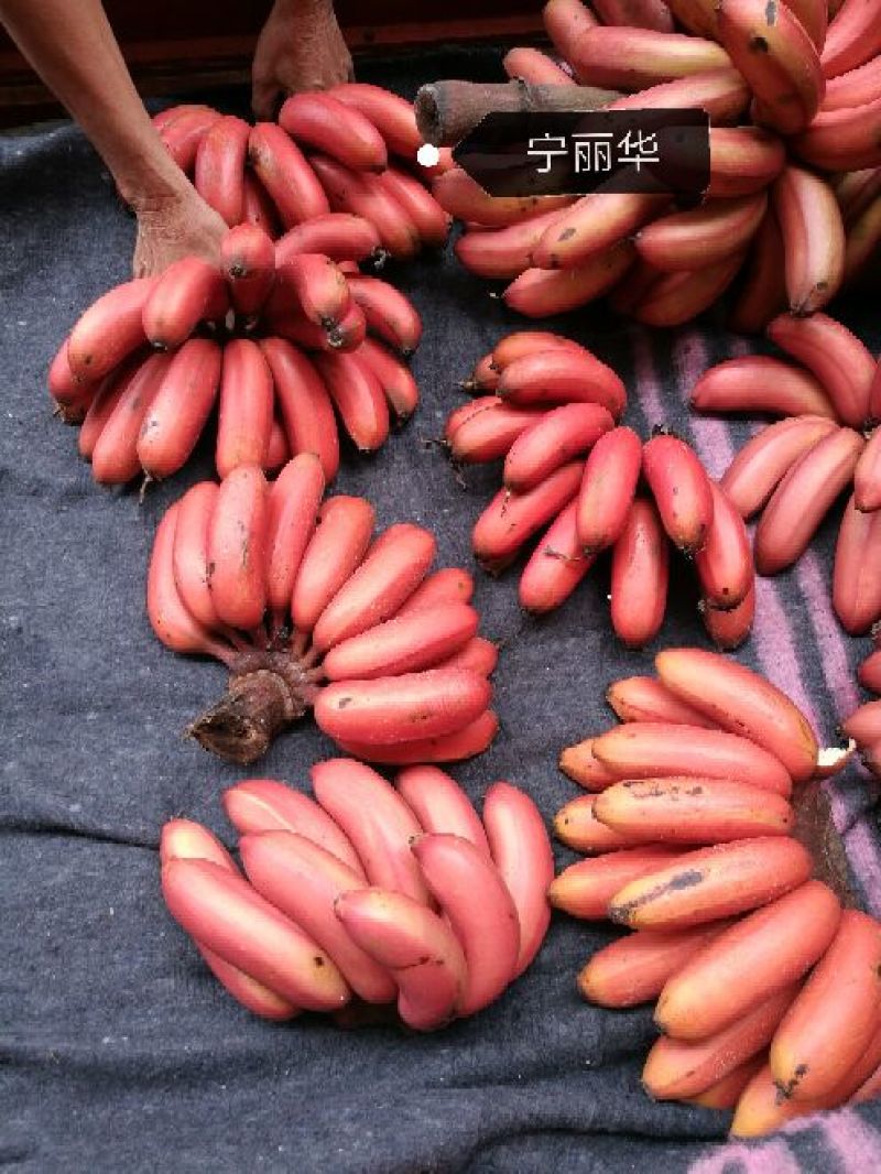 一件代发】一级红香蕉基地直供，包售后，不泡药水新鲜健康