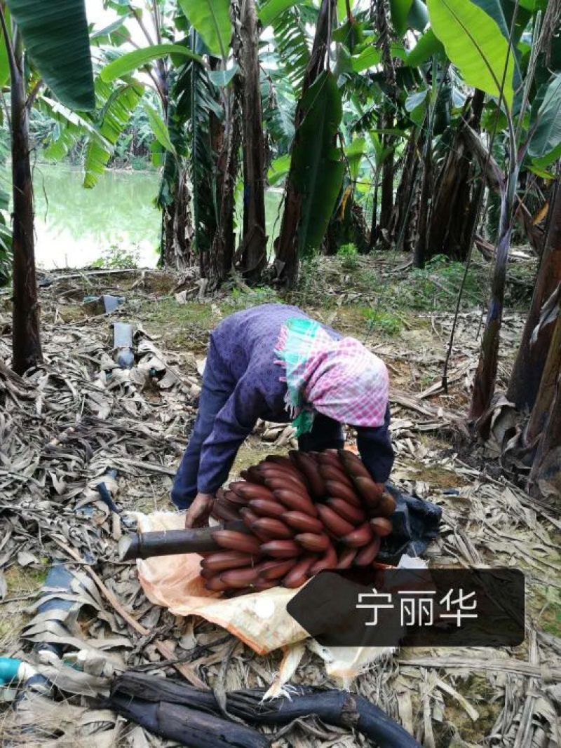 【聚便宜】红香蕉产地直发一级精品5斤净果)包邮一件代发