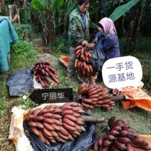 【聚便宜】红香蕉产地直发一级精品5斤净果)包邮一件代发