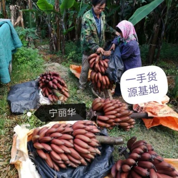 【聚便宜】红香蕉产地直发一级精品5斤净果)包邮一件代发