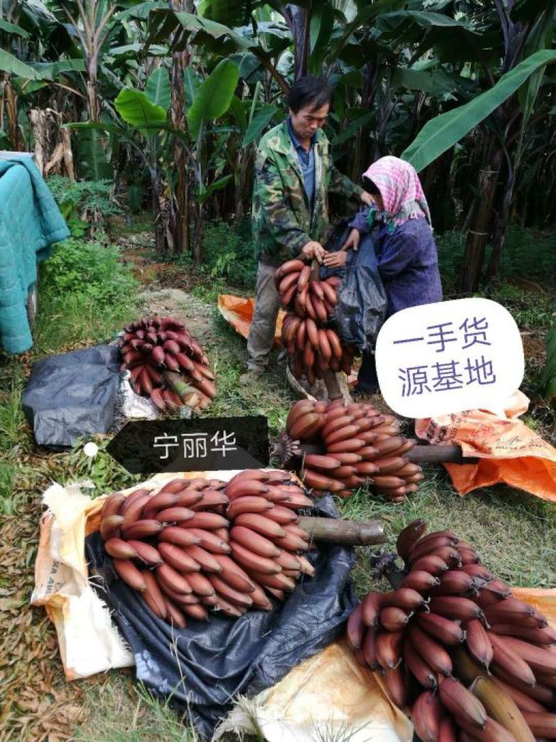 【聚便宜】红香蕉产地直发一级精品5斤净果)包邮一件代发