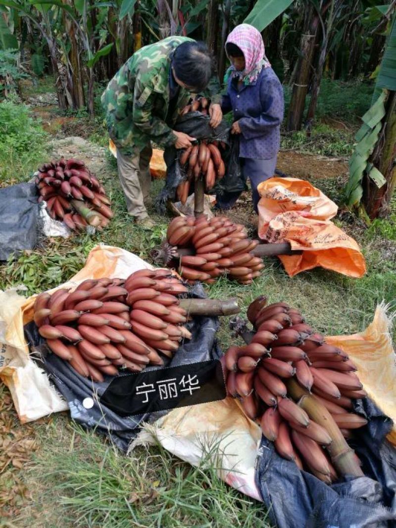 【聚便宜】红香蕉产地直发一级精品5斤净果)包邮一件代发