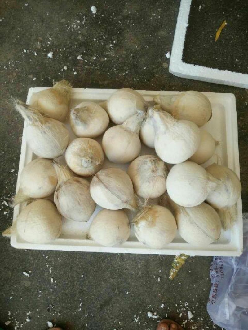 椰青去皮椰子