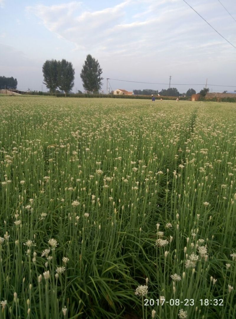 平韭6号韭菜二茬