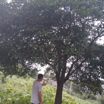 造型树