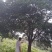 造型树