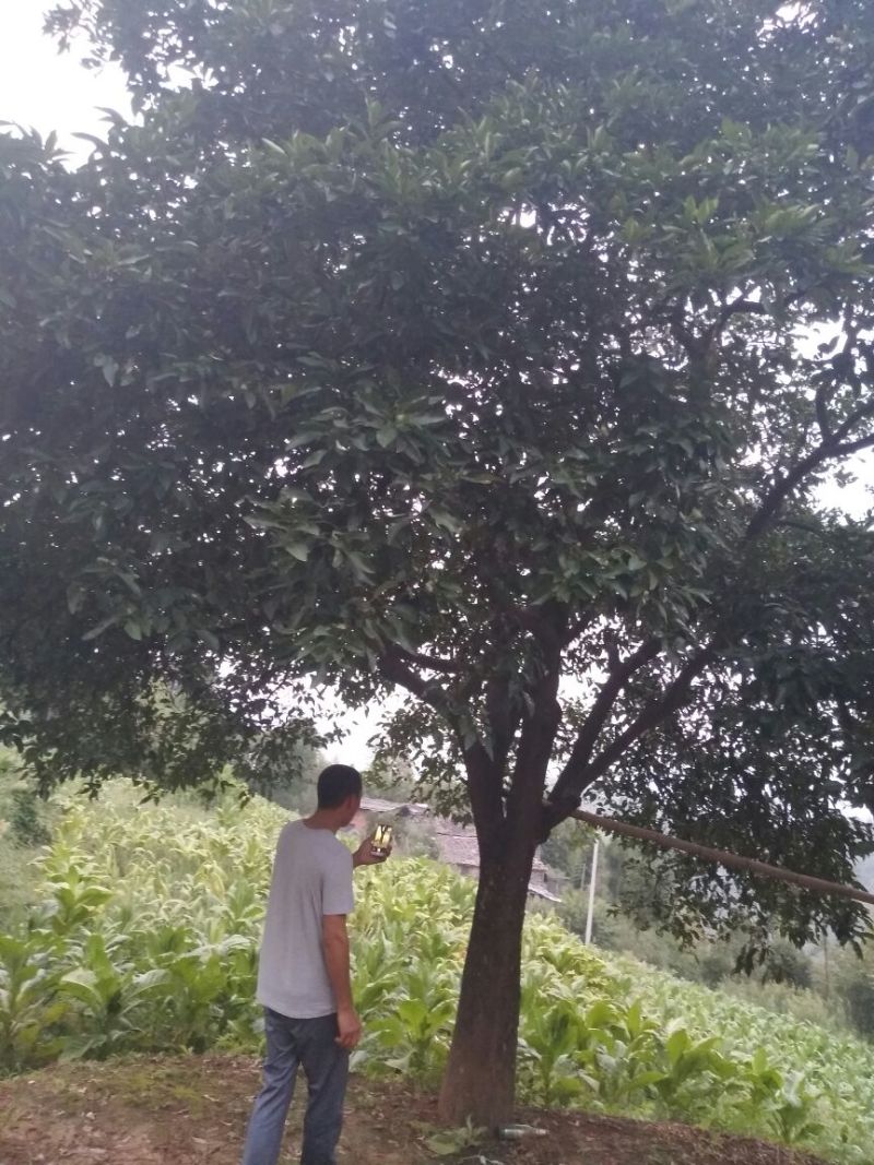 造型树