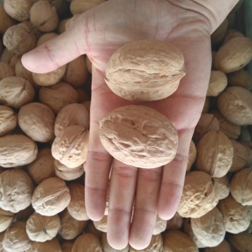 三三核桃薄皮干核桃新货