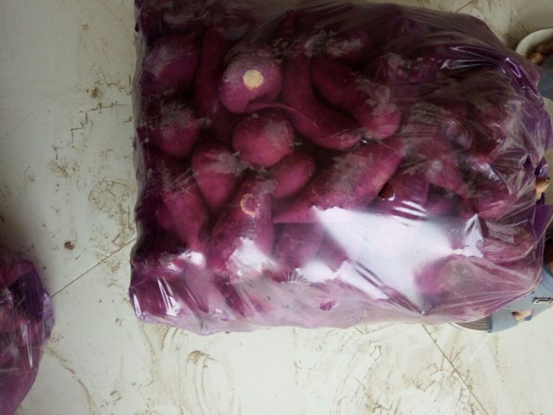 龙薯9号1两到三小薯，可视频看货，批发商，基地直供