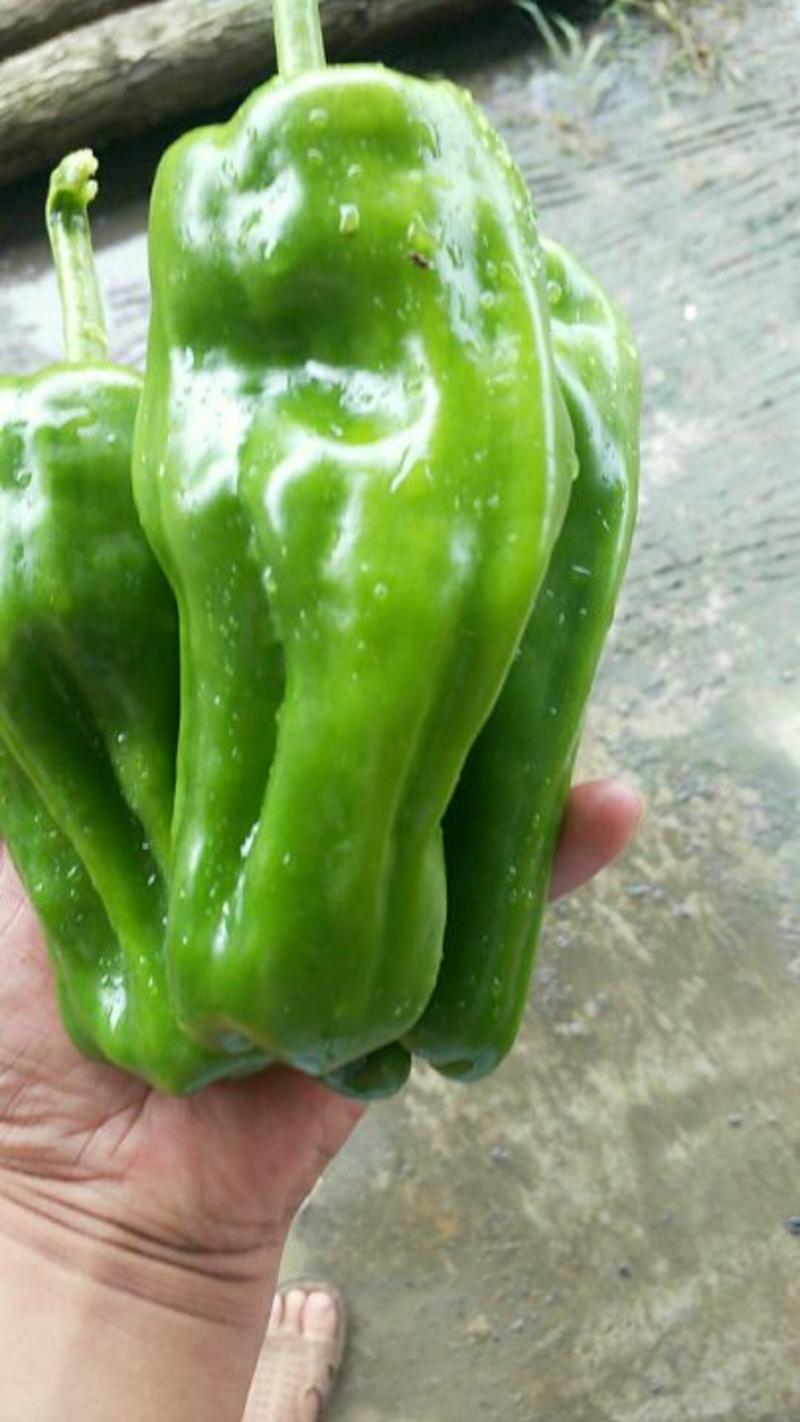 黄皮辣椒2~5厘米青微辣