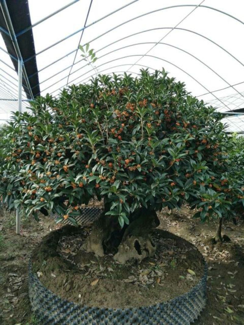 桂花树12~14cm0.5~1米2~3米