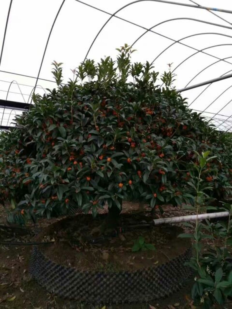 桂花树12~14cm0.5~1米2~3米