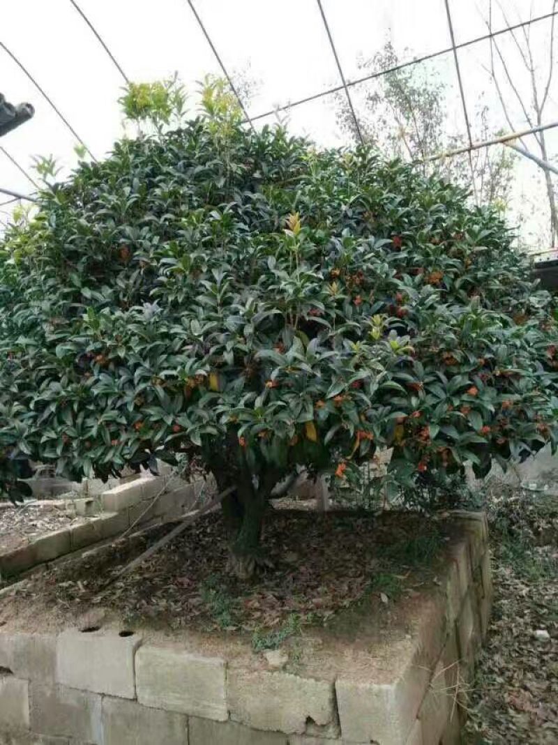 桂花树12~14cm0.5~1米2~3米