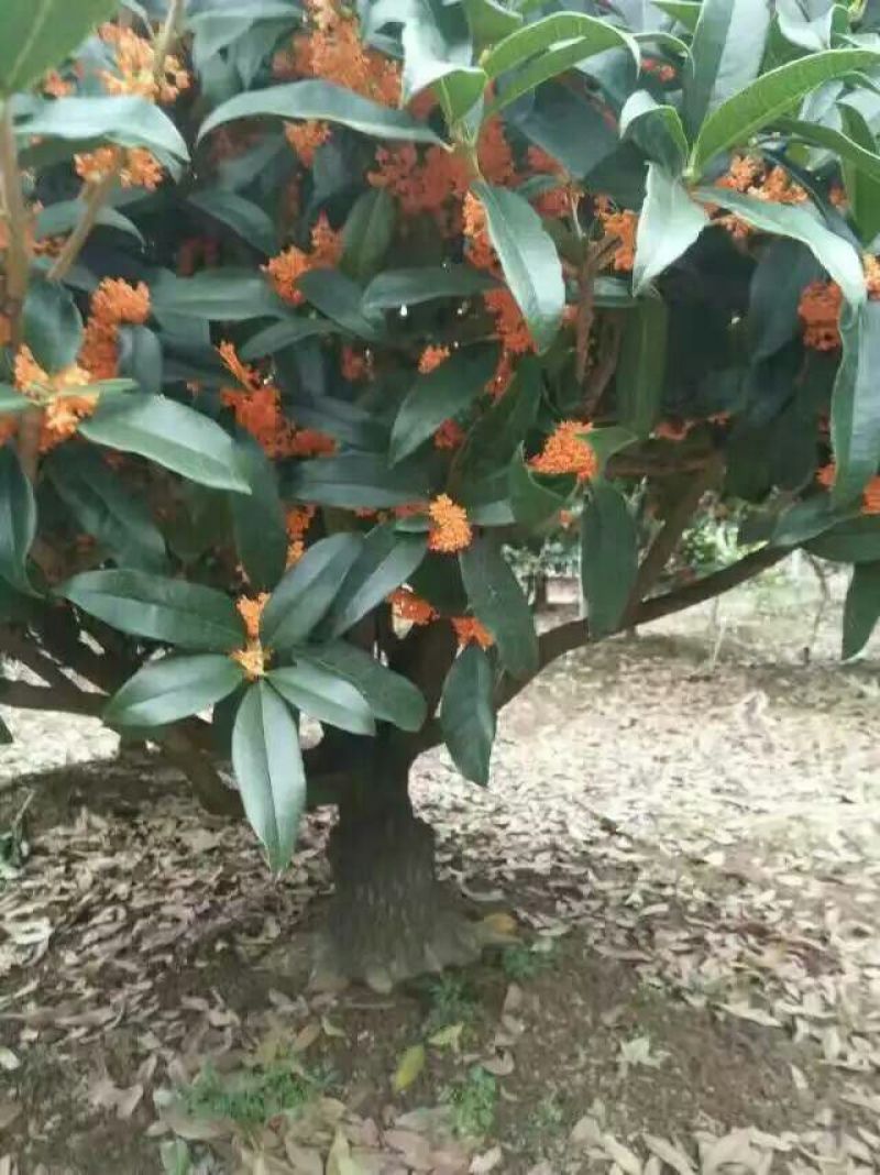 桂花树12~14cm0.5~1米2~3米