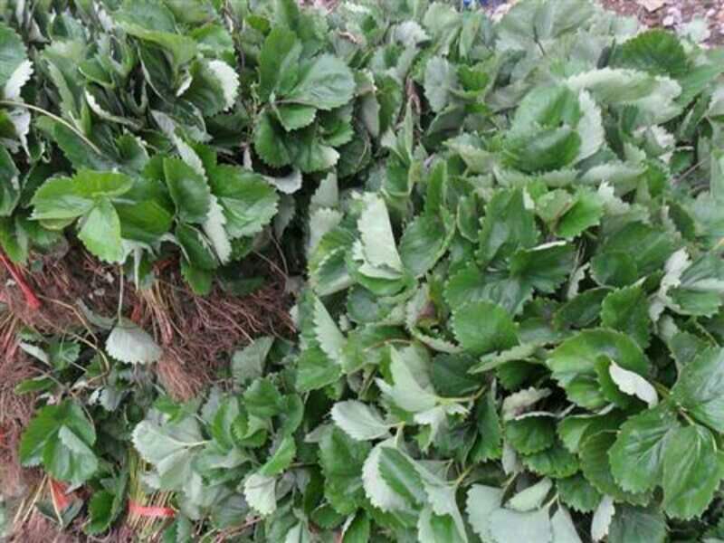 小白草莓苗10~20cm