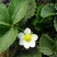 小白草莓苗10~20cm