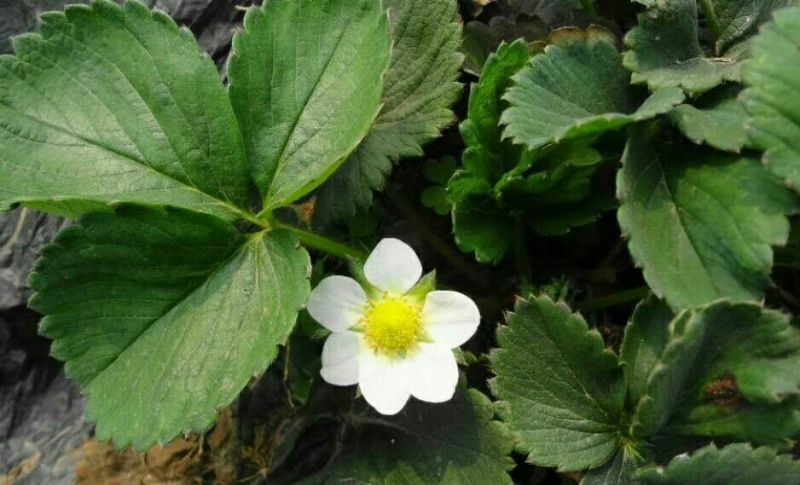 小白草莓苗10~20cm