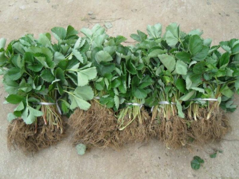 小白草莓苗10~20cm