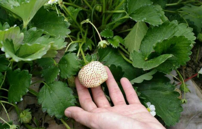 小白草莓苗10~20cm