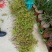 唐菖蒲兰花