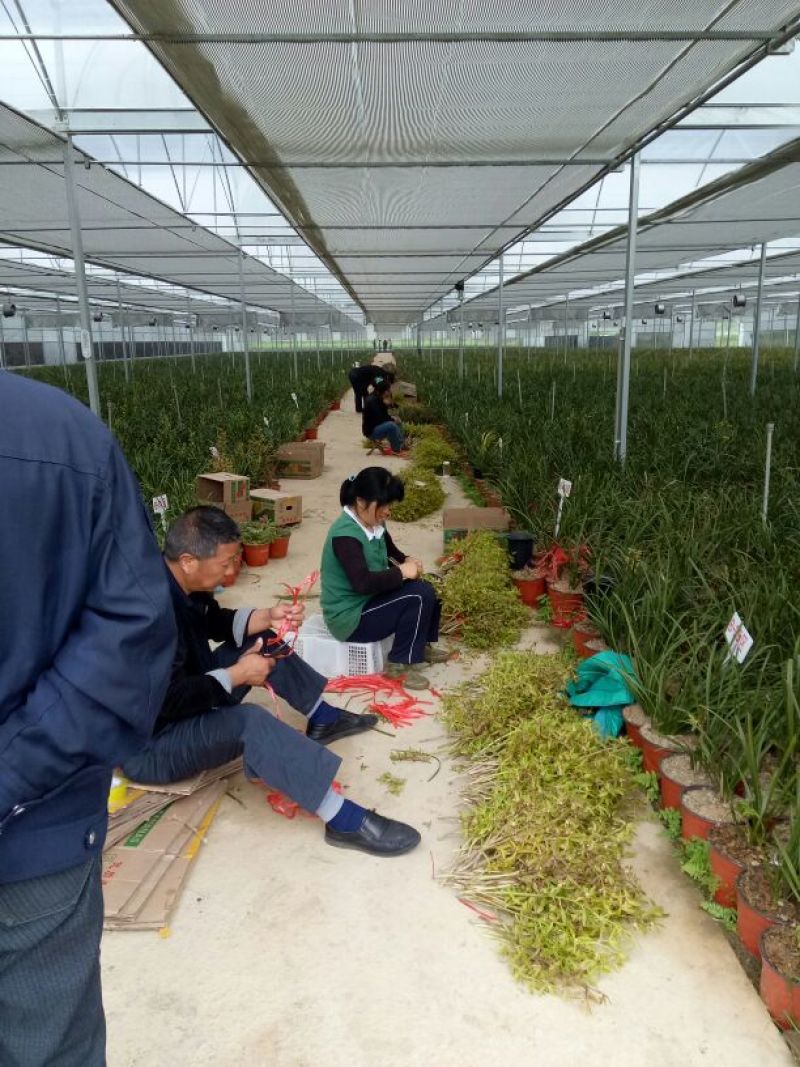 唐菖蒲兰花