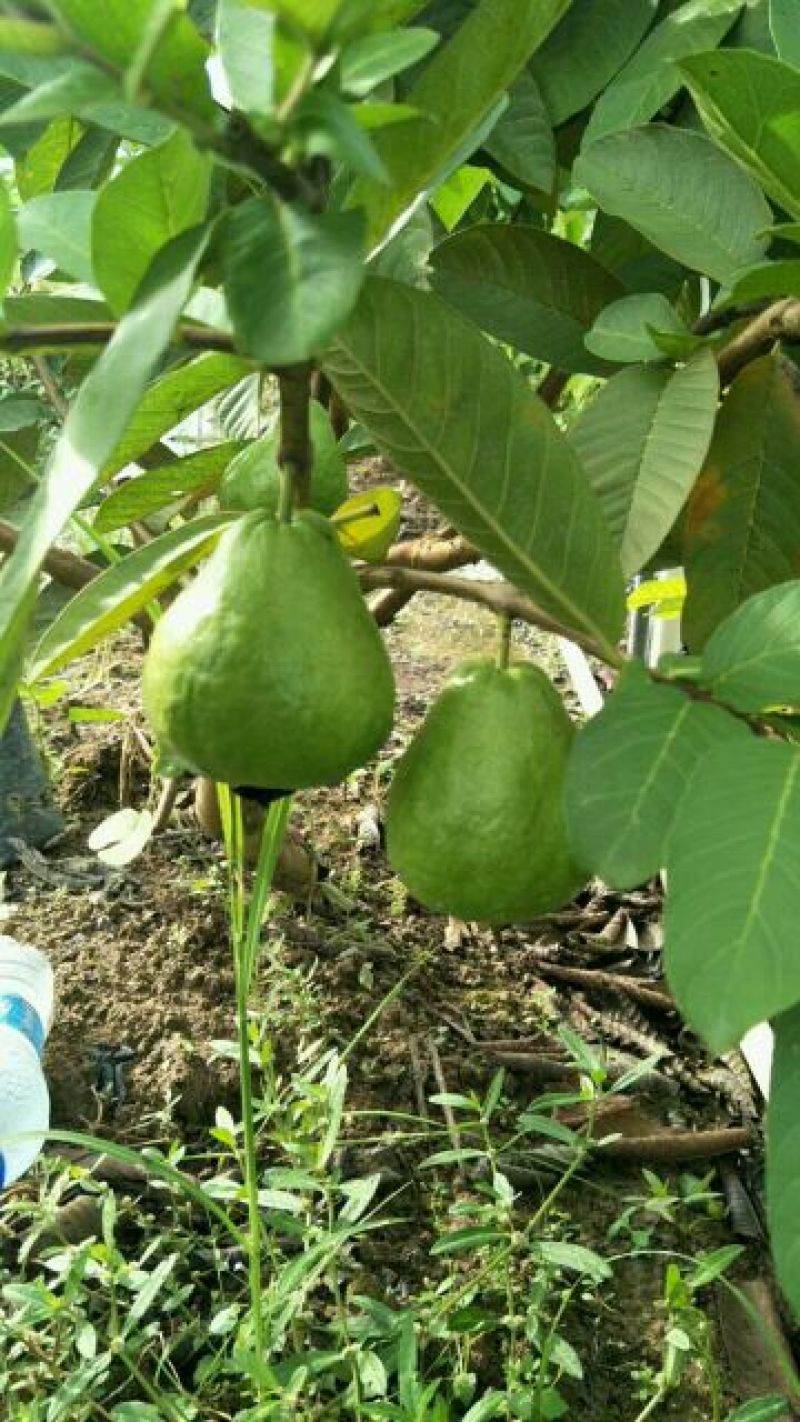西瓜番石榴苗50~80cm两年嫁接苗种植当年结果脆甜