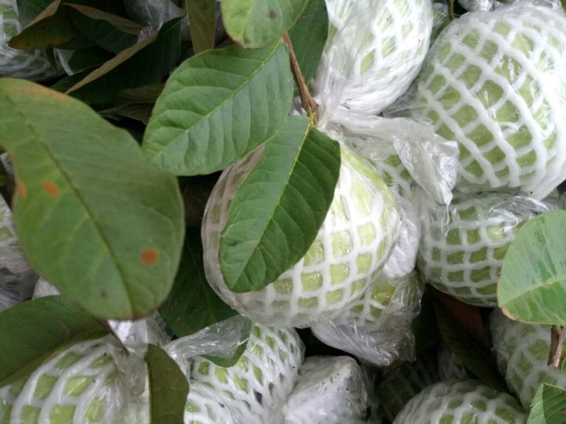 珍珠番石榴60~70mm白心产地直发视频看货