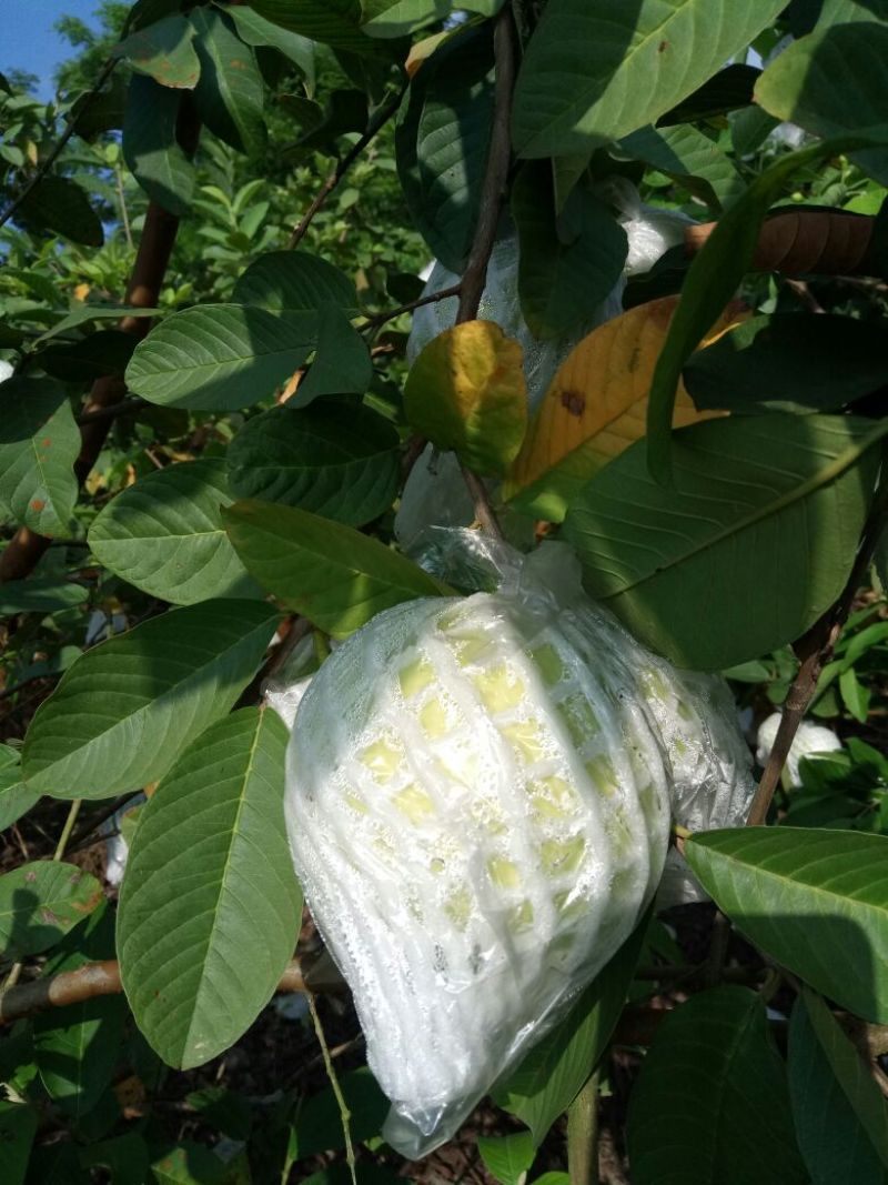 珍珠番石榴60~70mm白心产地直发视频看货