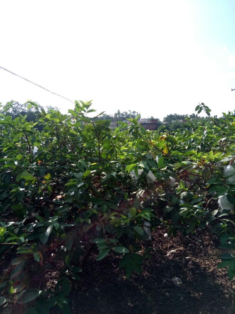 珍珠番石榴60~70mm白心产地直发视频看货