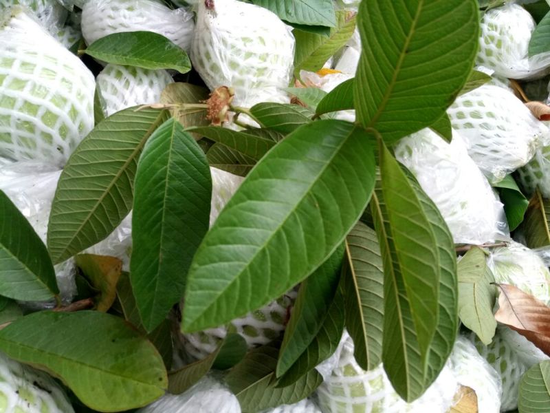 珍珠番石榴60~70mm白心产地直发视频看货