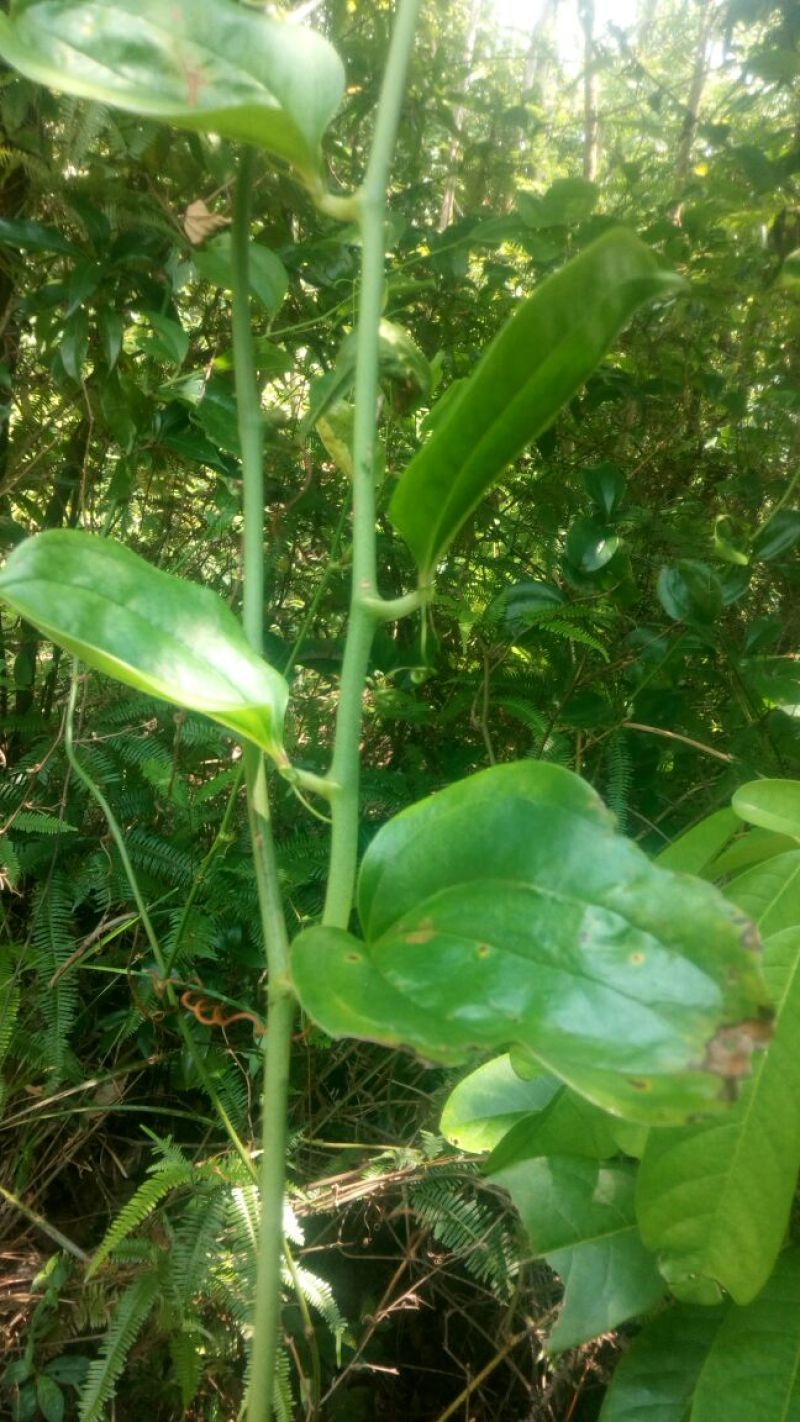 金刚藤，野生药用浸酒，金刚头