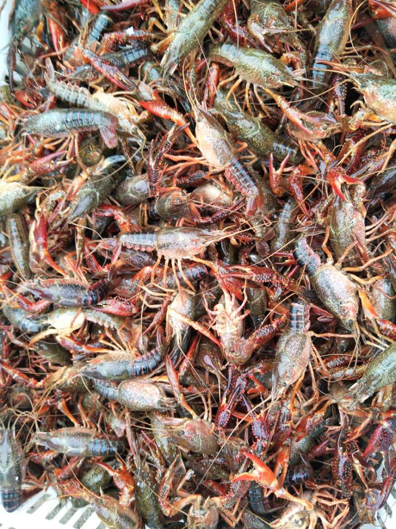湖虾小龙虾主养4--6钱