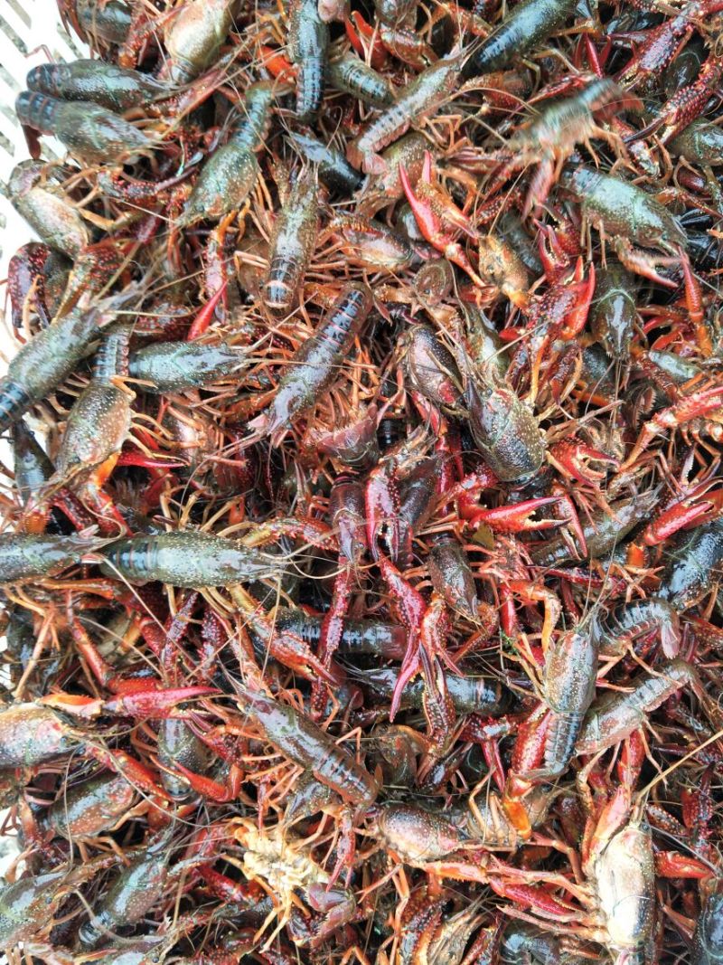 湖虾小龙虾主养4--6钱