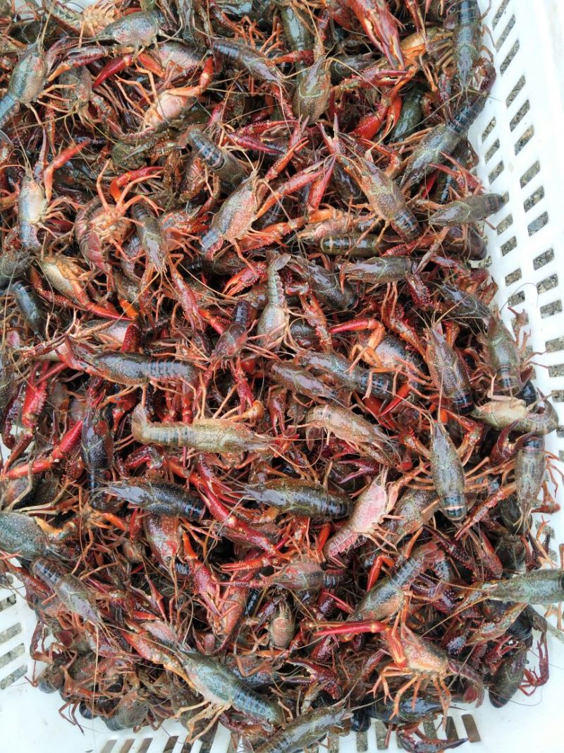 湖虾小龙虾主养4--6钱