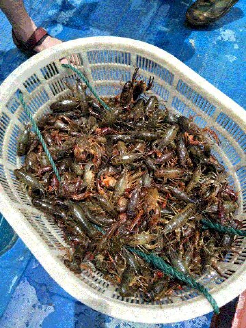湖虾小龙虾主养4--6钱