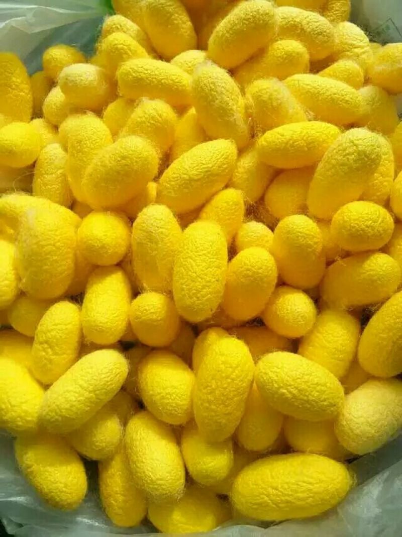 金蚕