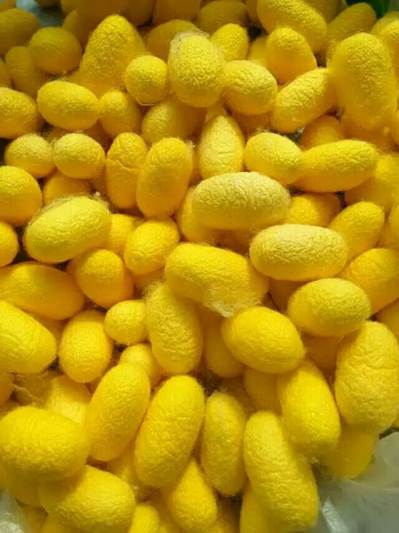 金蚕