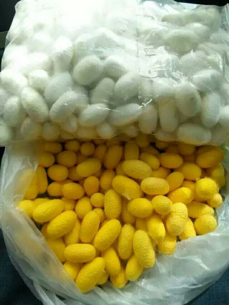 金蚕