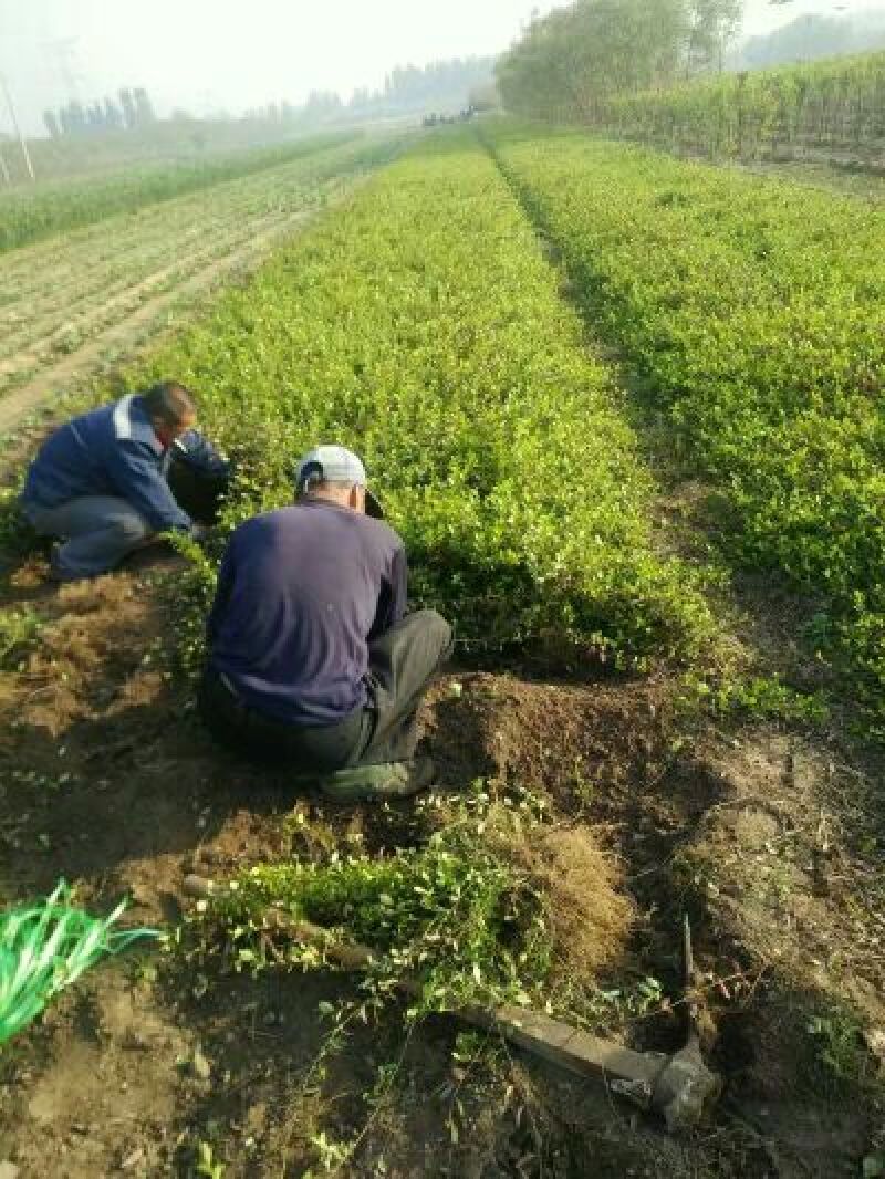 扶芳藤小叶扶芳藤爬行卫矛大叶扶芳