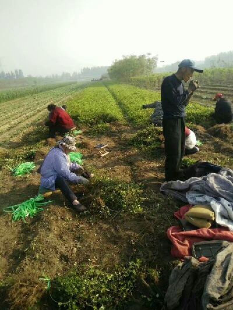 扶芳藤小叶扶芳藤爬行卫矛大叶扶芳