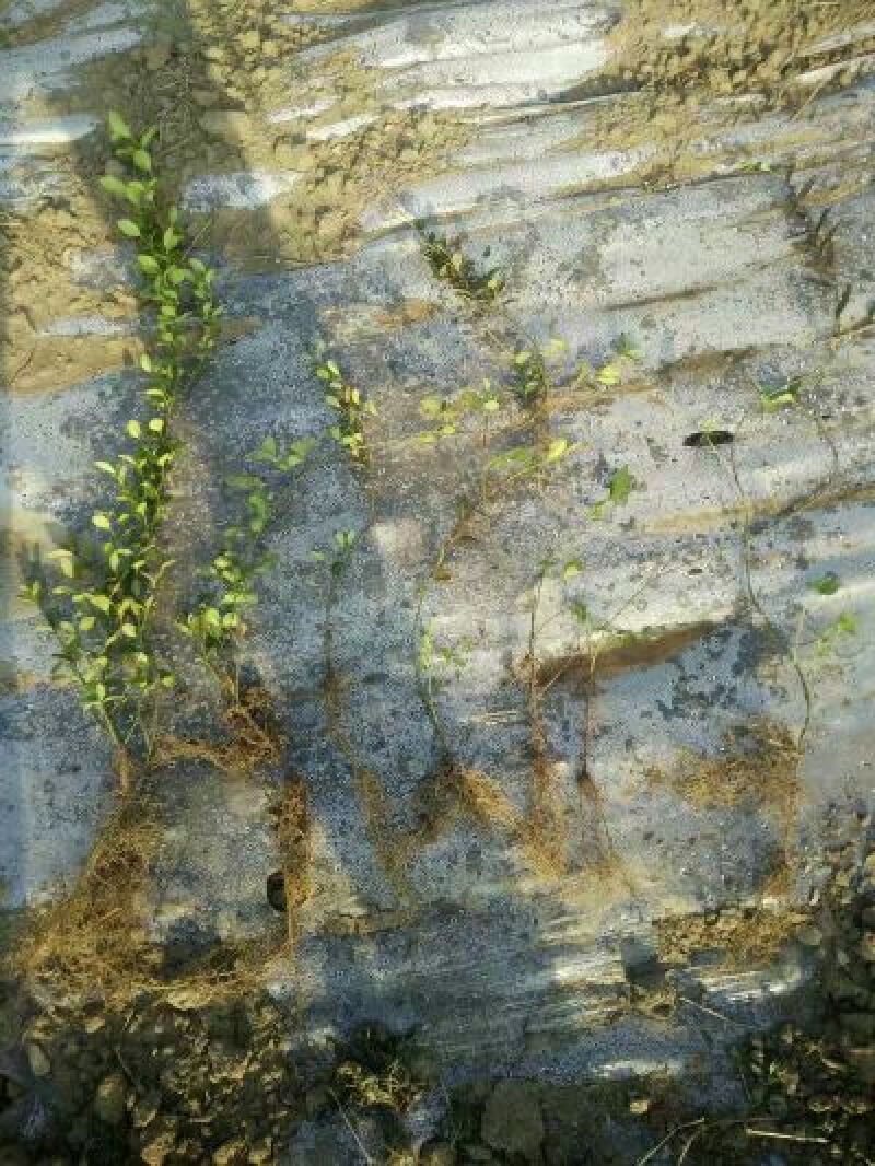 扶芳藤小叶扶芳藤爬行卫矛大叶扶芳