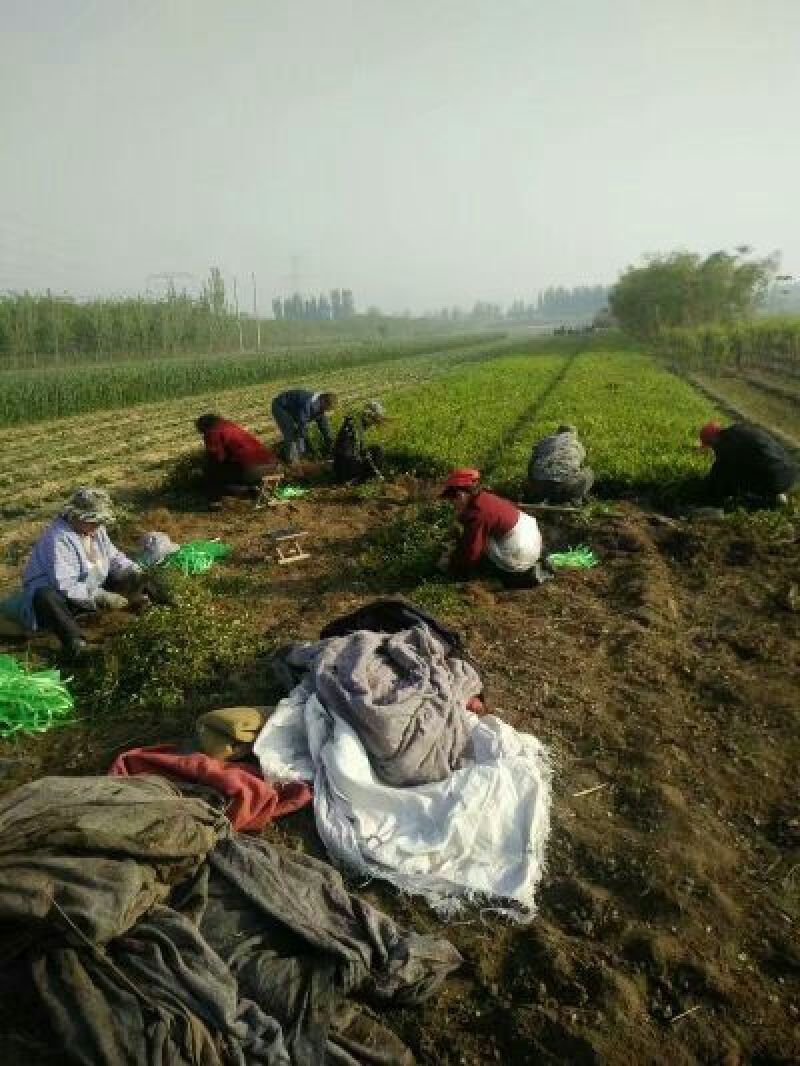扶芳藤小叶扶芳藤爬行卫矛大叶扶芳