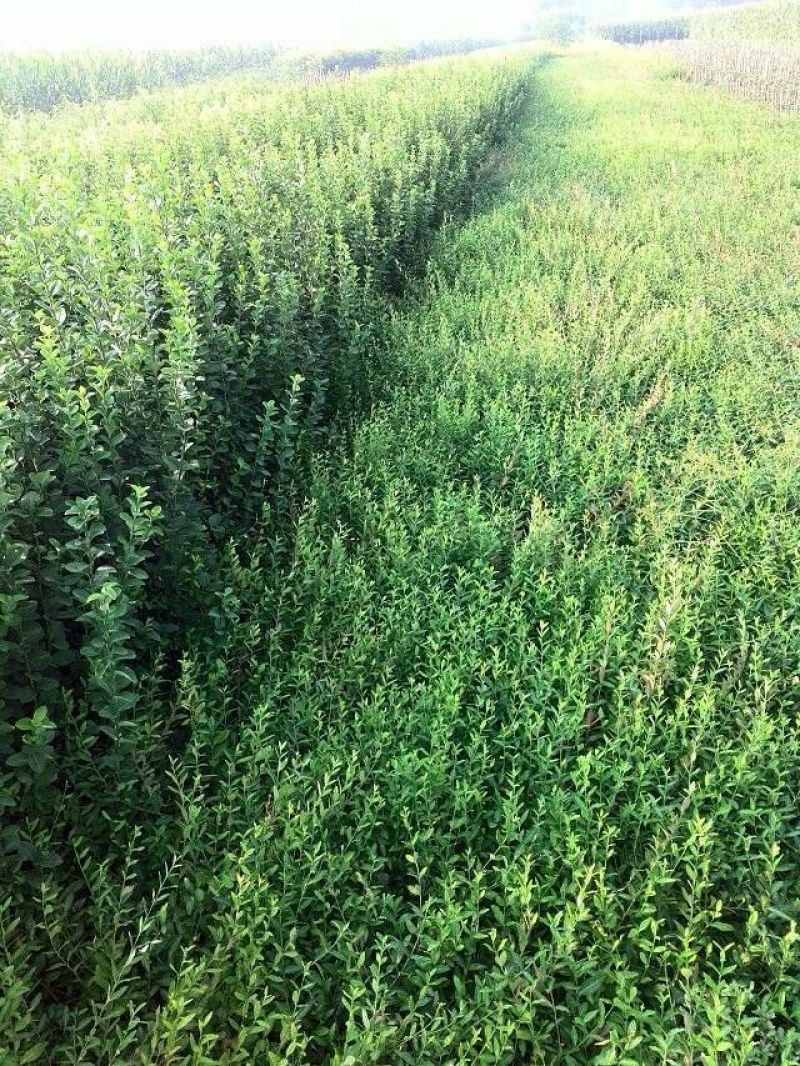 扶芳藤小叶扶芳藤爬行卫矛大叶扶芳