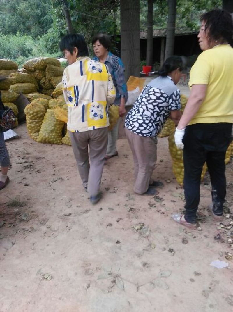 千亩青皮核桃皮薄肉香