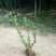 扶芳藤小叶扶芳藤爬行卫矛大叶扶芳
