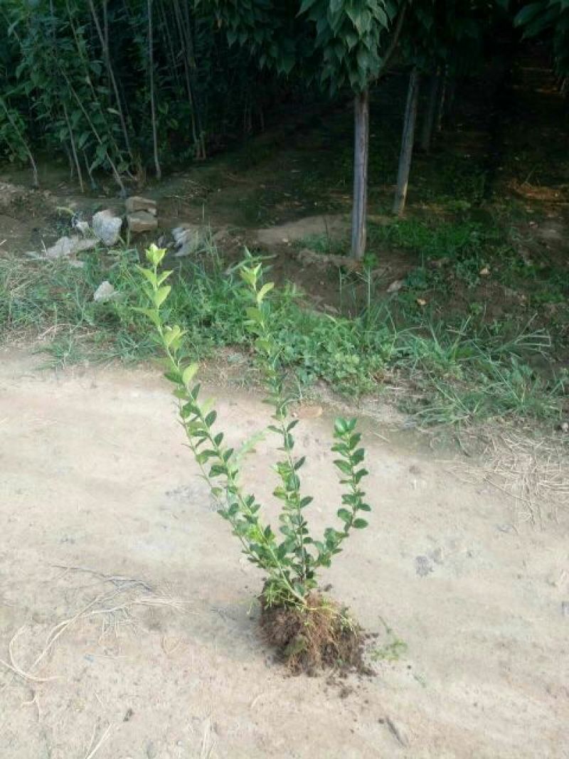 扶芳藤小叶扶芳藤爬行卫矛大叶扶芳