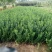 扶芳藤小叶扶芳藤爬行卫矛大叶扶芳