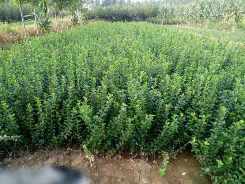 扶芳藤小叶扶芳藤爬行卫矛大叶扶芳